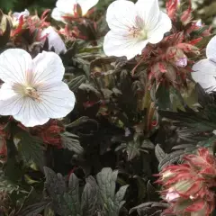 GERANIUM pratense 'Black'n White Army' 