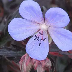 GERANIUM pratense 'Black Beauty'