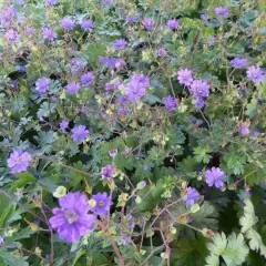 GERANIUM pyrenaicum 'Bill Wallis'