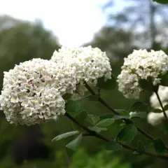 VIBURNUM carlesii - Viorne de Corée parfumée