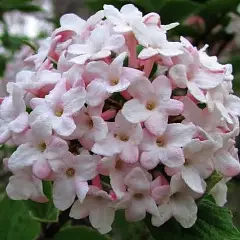 VIBURNUM carlesii - Viorne parfumée de Corée