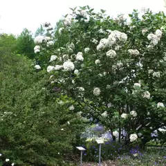 VIBURNUM carlesii - Viorne de Corée parfumée