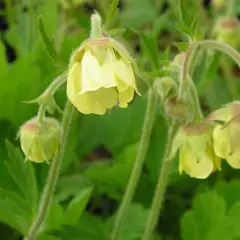 GEUM 'Lemon Drops' - Benoîte des ruisseaux