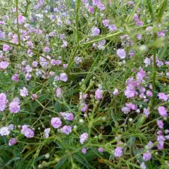 GYPSOPHILA paniculata 'Pink Festival'