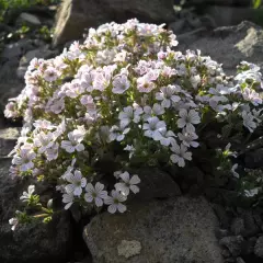 GYPSOPHILA cerastioides 