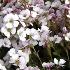 GYPSOPHILA cerastioides 