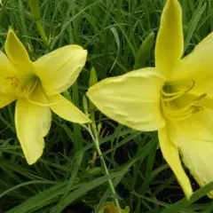 HEMEROCALLIS altissima