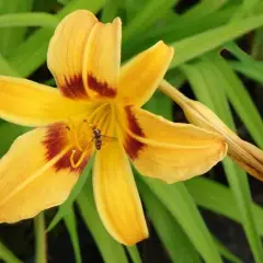 HEMEROCALLIS hybride 'Mikado' - Lys d'un jour