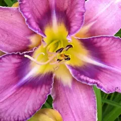 HEMEROCALLIS hybride 'Mildred Mitchell' - Lys d'un jour