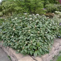 VIBURNUM davidii