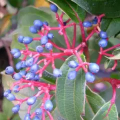 VIBURNUM davidii - Viorne de David