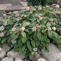 VIBURNUM davidii - Viorne de David