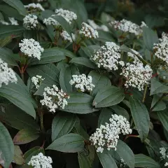 VIBURNUM davidii - Viorne de David