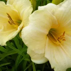 HEMEROCALLIS hybride 'Precious d'Oro' - Lys d'un jour