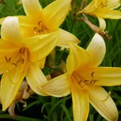 HEMEROCALLIS middendorffii - Lys d'un jour