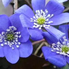 HEPATICA nobilis