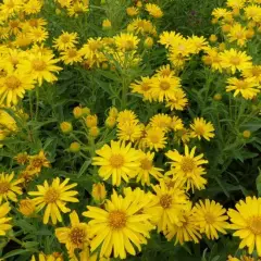 HETEROTHECA villosa 'Golden Sunshine' - Aster jaune