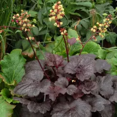 HEUCHERA 'Gotham' - Heuchère