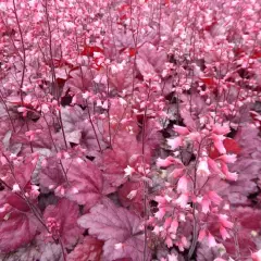 HEUCHERA 'Grape Soda' - Heuchère