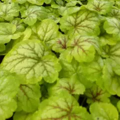 HEUCHERA 'Renoir' - Heuchère