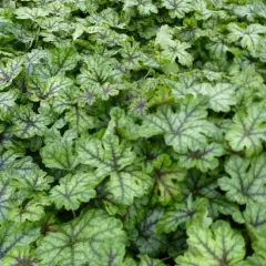 HEUCHERELLA 'Tapestry'®