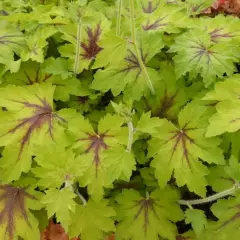 HEUCHERELLA 'Art Nouveau' ®