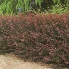 BERBERIS thunbergii 'Atropurpurea' - Epine vinette