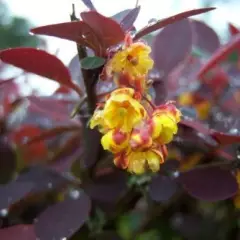 BERBERIS thunbergii 'Atropurpurea' - Epine vinette