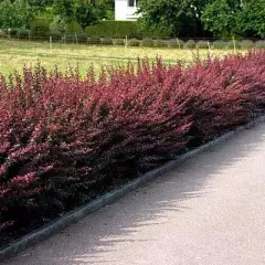 BERBERIS thunbergii 'Atropurpurea' - Epine vinette