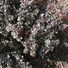 BERBERIS thunbergii 'Atropurpurea' - Epine vinette