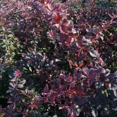 BERBERIS thunbergii 'Atropurpurea' - Epine vinette