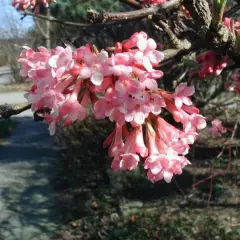 VIBURNUM farreri - Viorne d'hiver, Viorne parfumée