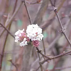 VIBURNUM farreri - Viorne d'hiver, Viorne parfumée