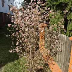 VIBURNUM farreri - Viorne d'hiver, Viorne parfumée