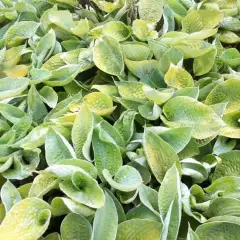 HOSTA 'Abiqua Ariel'