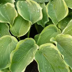 HOSTA 'American Halo'