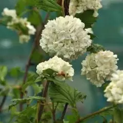 VIBURNUM opulus 'Roseum' - Viorne boule de neige