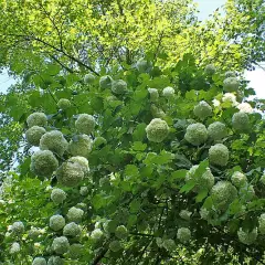 VIBURNUM opulus 'Roseum' - Viorne boule de neige