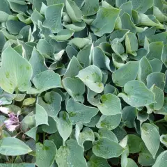 HOSTA 'Blue Wedgwood'