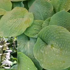 HOSTA 'Bressingham Blue'