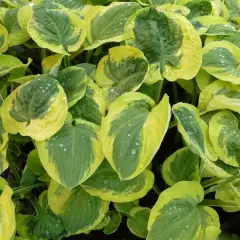 HOSTA 'Carnival'