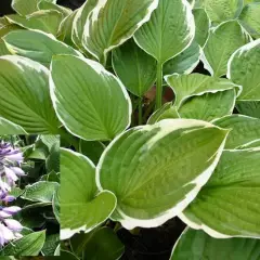 HOSTA 'Carol' 