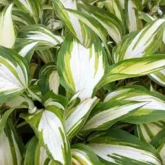 HOSTA 'Cascades'