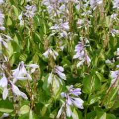 HOSTA 'Center of Attention'