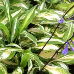 HOSTA 'Cherry Berry'