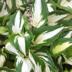 HOSTA 'Christmas Candy' ®