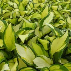 HOSTA 'Color Festival' ®