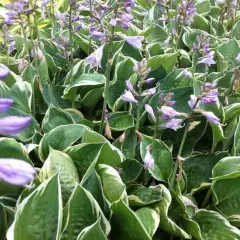 HOSTA 'Crusader'