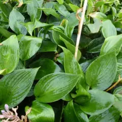 HOSTA 'Devon Green'