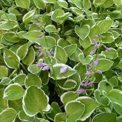 HOSTA 'Diamond Tiara'